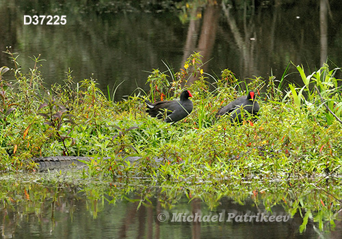 Common Gallinule (Gallinula galeata)